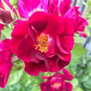 Meet your Posher, Mary ann